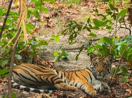 tiger awake